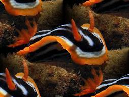 chromodoris