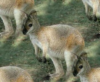 wallaby
