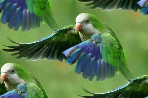 parrots