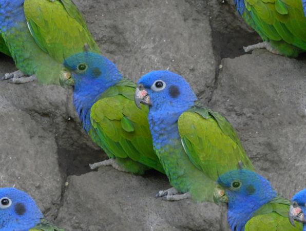 parrot pair