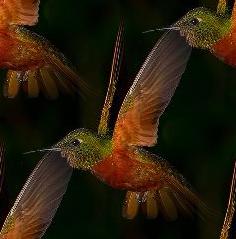 hummingbird
