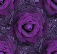 purple rosas