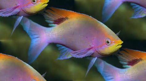 color fish