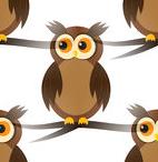 owl
