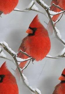 cardinal