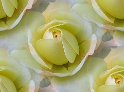 yellow rosa