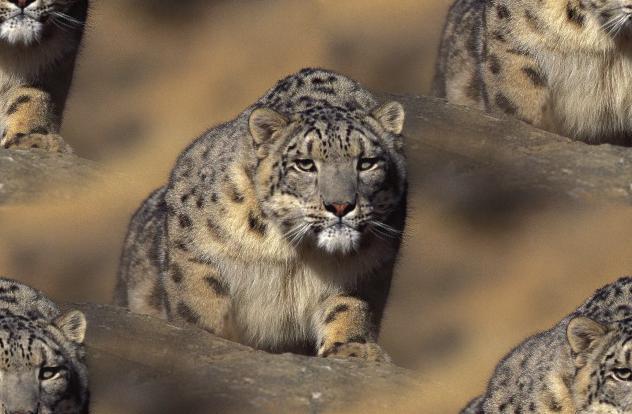 snowleopard