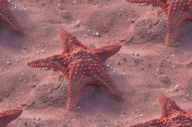 sea star