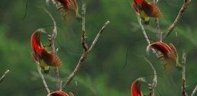 paradise bird