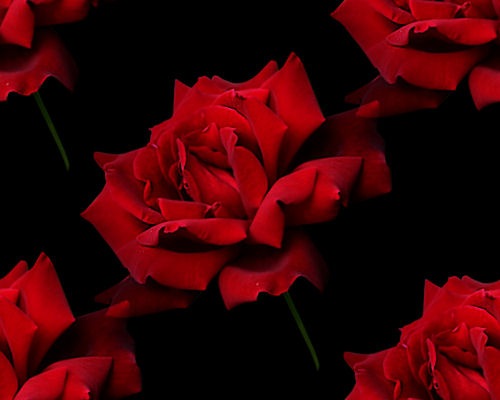 red rosa