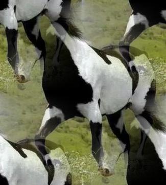 black-white horse