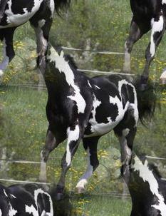 black-white horse