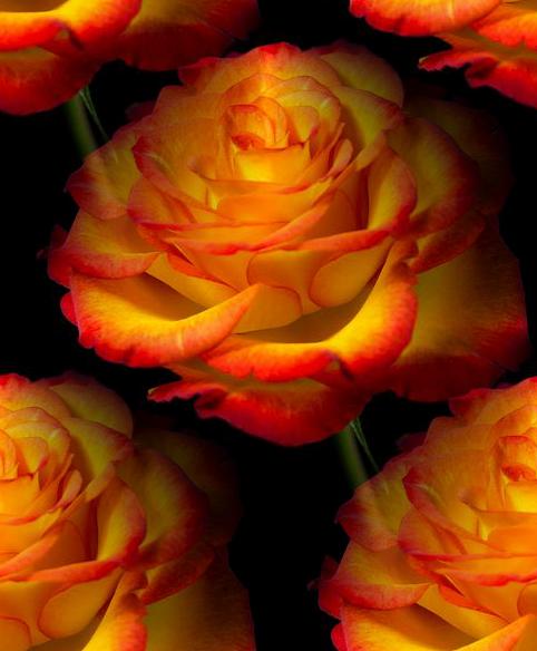 multicolor rosa