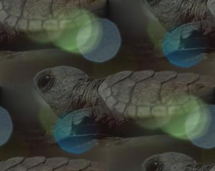 baby turtles