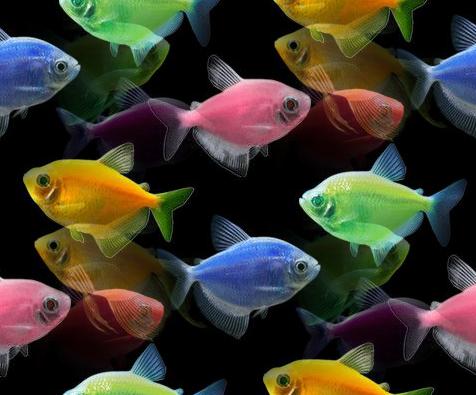 multicolor fish