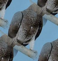 african grey parrot