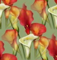 callas