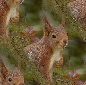 squirrel