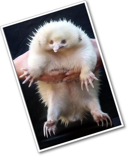 albino hedgehog