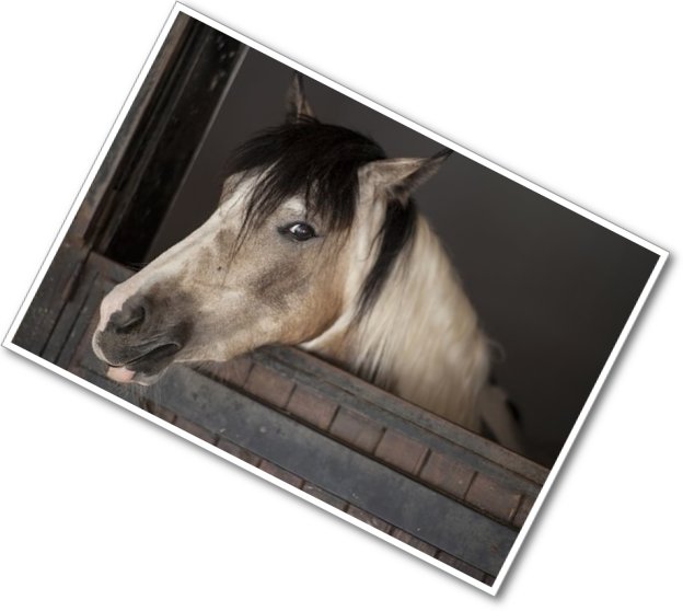 horse