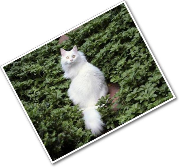 white cat