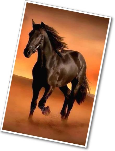 brown horse
