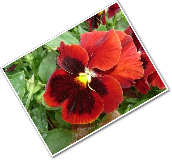 pansy