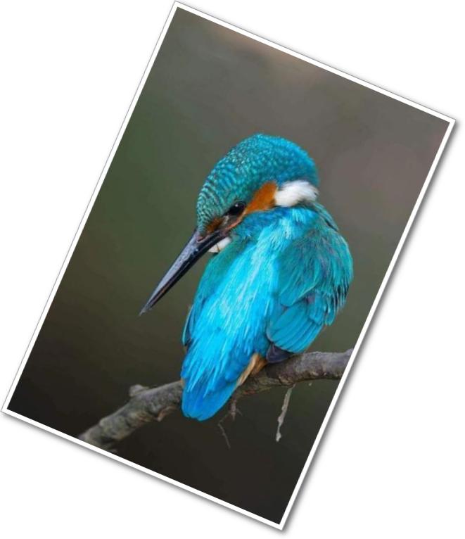 alcedo