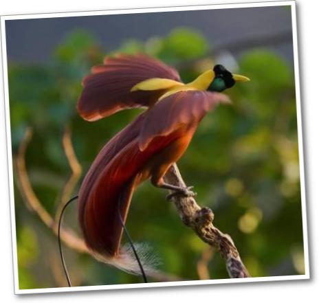 paradise bird