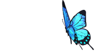 Lil Blue Butterfly