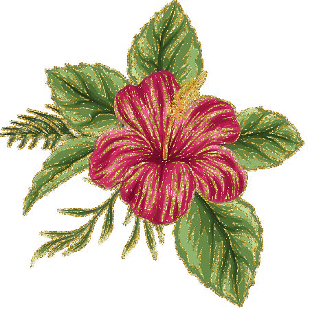 hibiscus