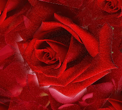 Red Rose