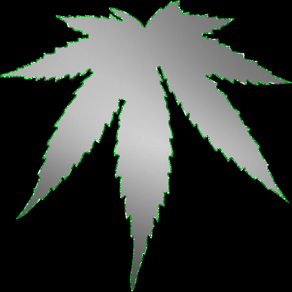silver weed green