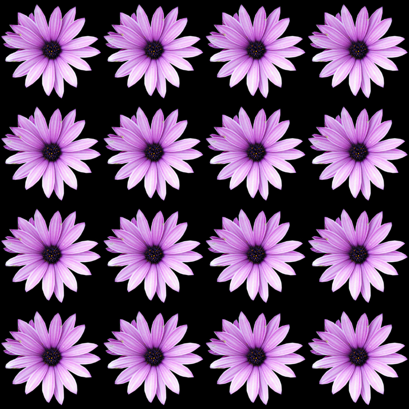 purple flowers
