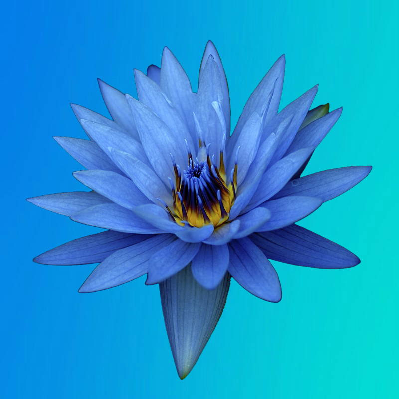 blue flower