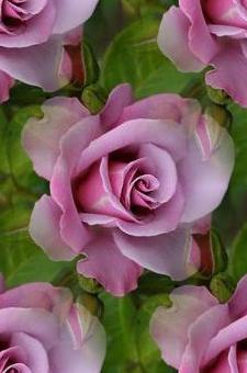purple rosas