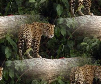 jaguar