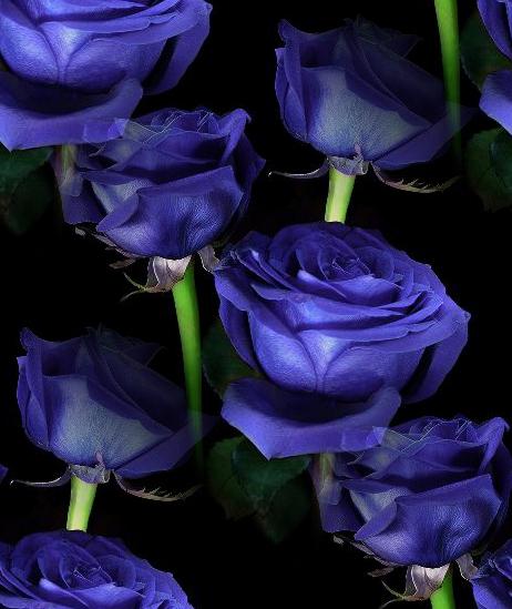 blue rosas