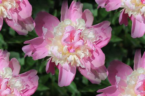 pink peony