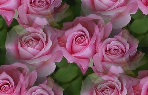 pink rosa