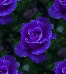 blue rosa