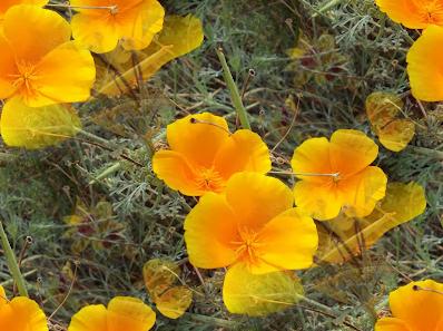 yellow flower