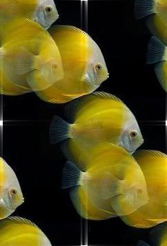 yellow fish