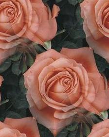 rosas