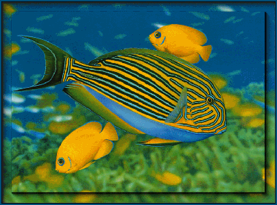 Tropical Fish