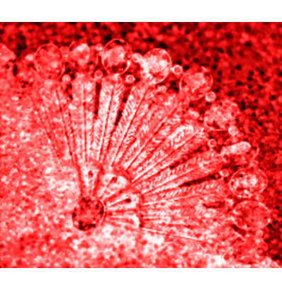 FantasticVoyageRed