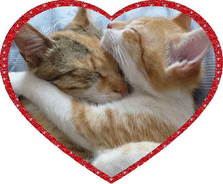two cats in a heart