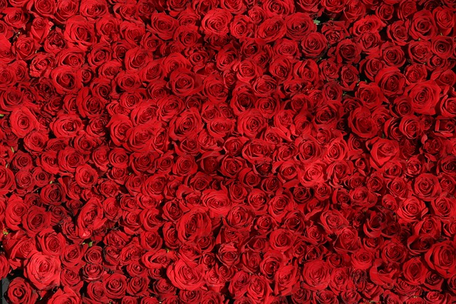 RED ROSE BACKGROUND