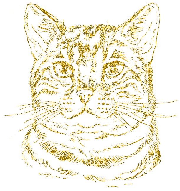 cat