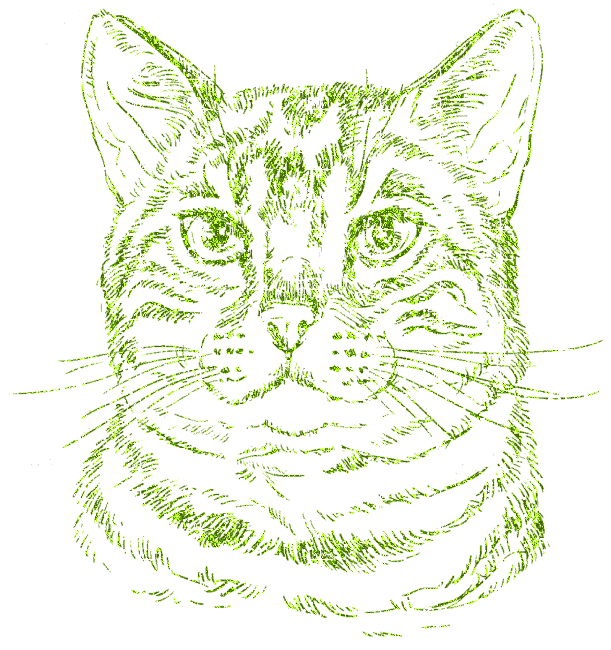 cat